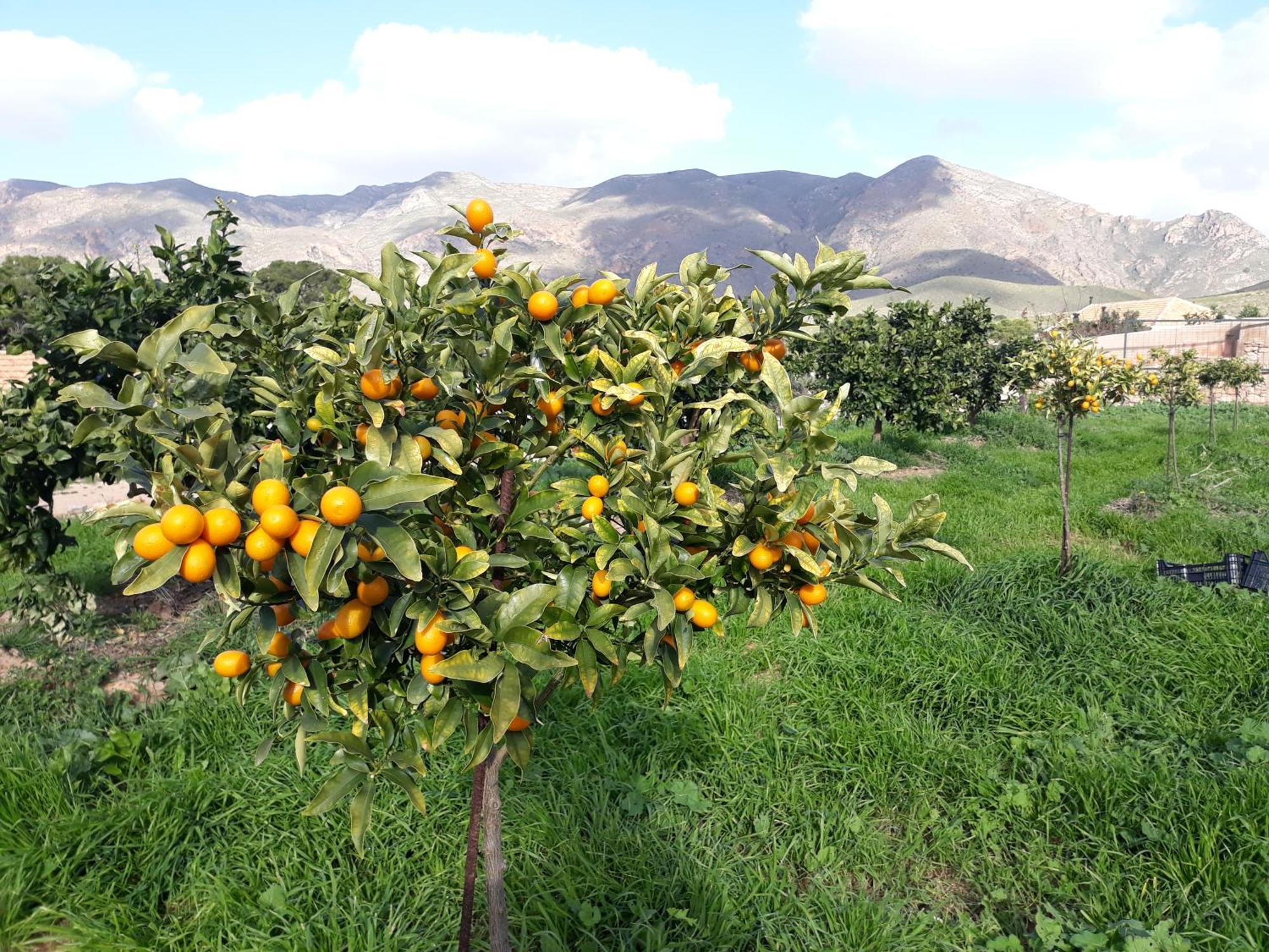 Ecoturismo Cabo Tinoso Landhuis Murcia